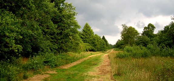Brackvenn