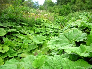 Kleine Laufbach groot hoefblad