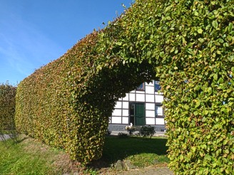 Mützenich