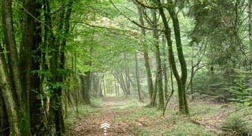 La Corne du Bois des Pendus