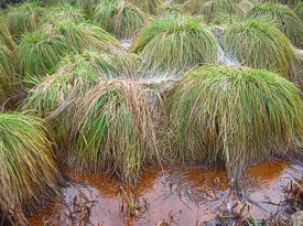 Pijpestrootje