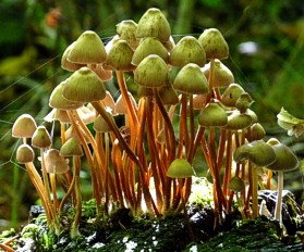 Roestvlekkenmycena
