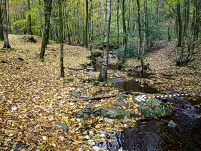 Ruisseau de Lyre
