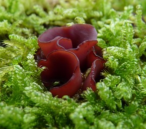 Bruine bekerzwam