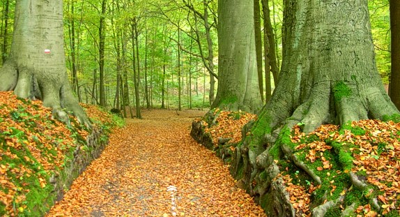 zoniënwoud