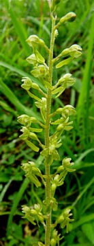 grotekeverorchis