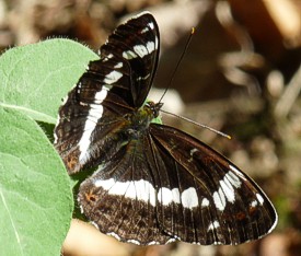 grote weerschijnvlinder